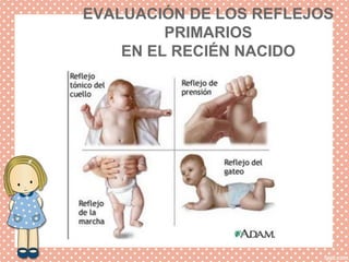 EVALUACIÓN DE LOS REFLEJOS
PRIMARIOS
EN EL RECIÉN NACIDO
 