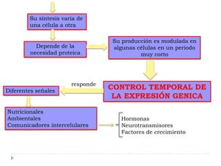 Su síntesis varia de
una célula a otra
Depende de la
necesidad proteica
Su producción es modulada en
algunas células en un periodo
muy corto
CONTROL TEMPORAL DE
LA EXPRESIÓN GENICA
Diferentes señales
responde
Nutricionales
Ambientales
Comunicadores intercelulares
Hormonas
Neurotransmisores
Factores de crecimiento
 