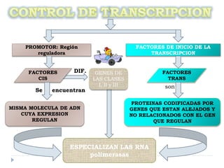 PROMOTOR: Región
reguladora
FACTORES
TRANS
MISMA MOLECULA DE ADN
CUYA EXPRESION
REGULAN
PROTEINAS CODIFICADAS POR
GENES QUE ESTAN ALEJADOS Y
NO RELACIONADOS CON EL GEN
QUE REGULAN
ESPECIALIZAN LAS RNA
polimerasas
GENES DE
LAS CLASES
I, II y III
DIF.
Se encuentran
son
FACTORES DE INICIO DE LA
TRANSCRIPCION
FACTORES
CIS
 