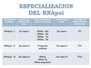 POLIMERASA
(ENZIMA)
GENES QUE
TRANSCRIBE
(DNA)
PRODUCTO GENICO
(RNA o PROTENA)
PROMOTORES
(DNA)
FACTORES DE
TRANSCRIPCIÓN
(PROTEINAS)
RNApol - I De clase I rRNAs 28s
rRNAs 18s
rRNAs 5s
rRNAs 8s
De clase I TFI
RNApol - II De clase II Proteínas
snRNAs
De clase II TFII
RNApol - III De clase III tRNAs
rRNA–5s
RNAs pequeños
De clase III TFIII
 