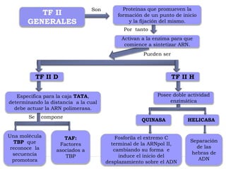 TF II
GENERALES
Proteínas que promueven la
formación de un punto de inicio
y la fijación del mismo.
Son
Activan a la enzima para que
comience a sintetizar ARN.
Pueden ser
TF II D TF II H
Por tanto
Especifica para la caja TATA,
determinando la distancia a la cual
debe actuar la ARN polimerasa.
Una molécula
TBP que
reconoce la
secuencia
promotora
TAF:
Factores
asociados a
TBP
Posee doble actividad
enzimática
HELICASA
QUINASA
Separación
de las
hebras de
ADN
Fosforila el extremo C
terminal de la ARNpol II,
cambiando su forma e
induce el inicio del
desplazamiento sobre el ADN
Se compone
 