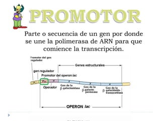 Parte o secuencia de un gen por donde
se une la polimerasa de ARN para que
comience la transcripción.
 