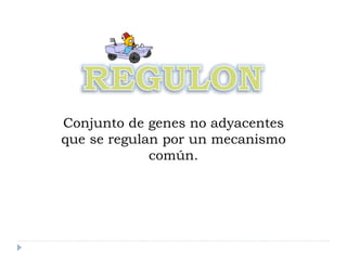 Conjunto de genes no adyacentes
que se regulan por un mecanismo
común.
 