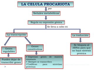 LA CELULA PROCARIOTA
por
Señales metabólicas
Regula su expresión génica
Se lleva a cabo en
La transcripción La traducción
Genes
regulables
Pueden dejar de
transcribir genes
Genes
constitutivos
 Expresan genes de manera
constante
 Siempre se transcriben
Codifican para sintetizar
proteínas
Se bloquea al
ARNm para que
no haya síntesis
proteica
 