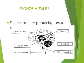 SIGNOS VITALES
 El centro respiratorio, está
situado en el bulbo raquídeo.
 