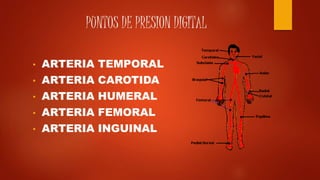 PUNTOS DE PRESION DIGITAL
• ARTERIA TEMPORAL
• ARTERIA CAROTIDA
• ARTERIA HUMERAL
• ARTERIA FEMORAL
• ARTERIA INGUINAL
 