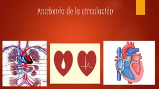 Anatomía de la circulación
 