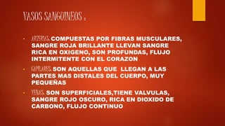 VASOS SANGUINEOS :
• ARTERIAS: COMPUESTAS POR FIBRAS MUSCULARES,
SANGRE ROJA BRILLANTE LLEVAN SANGRE
RICA EN OXIGENO, SON PROFUNDAS, FLUJO
INTERMITENTE CON EL CORAZON
• CAPILARES: SON AQUELLAS QUE LLEGAN A LAS
PARTES MAS DISTALES DEL CUERPO, MUY
PEQUEÑAS
• VENAS: SON SUPERFICIALES,TIENE VALVULAS,
SANGRE ROJO OSCURO, RICA EN DIOXIDO DE
CARBONO, FLUJO CONTINUO
 