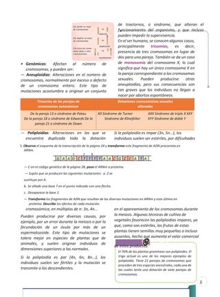 5
• Genómicas: Afectan al número de
cromosomas, y pueden ser:
— Aneuploidías: Alteraciones en el número de
cromosomas, normalmente por exceso o defecto
de un cromosoma entero. Este tipo de
mutaciones acostumbra a originar un conjunto
de trastornos, o síndrome, que alteran el
funcionamiento del organismo, y que incluso
pueden impedir la supervivencia.
En el ser humano, se conocen algunos casos,
principalmente trisomías, es decir,
presencia de tres cromosomas en lugar de
dos para una pareja. También se da un caso
de monosomía del cromosoma X, lo cual
significa que hay un único cromosoma X en
la pareja correspondiente a los cromosomas
sexuales. Pueden producirse otras
aneuploidías, pero sus consecuencias son
tan graves que los individuos no llegan a
nacer por abortos espontáneos.
— Poliploidías: Alteraciones en las que se
encuentra duplicada toda la dotación
cromosómica, en múltiplos de n: 3n, 4n...
Pueden producirse por diversas causas, por
ejemplo, por un error durante la meiosis o por la
fecundación de un óvulo por más de un
espermatozoide. Este tipo de mutaciones se
tolera mejor en especies de plantas que de
animales, y suelen originar individuos de
dimensiones superiores a las normales.
Si la poliploidía es par (4n, 6n, 8n...), los
individuos suelen ser fértiles y la mutación se
transmite a los descendientes.
Si la poliploidía es impar (3n, 5n...), los
individuos suelen ser estériles, por dificultades
en el apareamiento de los cromosomas durante
la meiosis. Algunas técnicas de cultivo de
vegetales favorecen las poliploidías impares, ya
que, como son estériles, los frutos de estas
plantas tienen semillas muy pequeñas o incluso
ausentes, hecho que aumenta el valor comercial
de estos productos. y también:
El 70% de las plantas gramíneas son poliploides. El
trigo actual es uno de los mejores ejemplos de
poliploidía. Tiene 21 parejas de cromosomas que
proceden de tres especies ancestrales, cada una de
las cuales tenía una dotación de siete parejas de
cromosomas.
Trisomías de las parejas de
cromosomas autosómicos
Dotaciones cromosómicas sexuales
alteradas
De la pareja 13 o síndrome de Patau
De la pareja 18 o síndrome de Edwards De la
pareja 21 o síndrome de Down
X0 Síndrome de Turner XXX Síndrome de triple X XXY
Síndrome de Klinefelter XYY Síndrome de doble Y
5. Observa el esquema de la transcripción de la página 24 y transforma este fragmento de ADN procariota en
ARNm.
— C on el código genético de la página 28, pasa el ARNm a proteína.
— Supón que se producen las siguientes mutaciones: a. 2 se
sustituye por A.
b. Se añade una base T en el punto indicado con una flecha.
c. Desaparece la base 2.
— Transforma los fragmentos de ADN que resultan de las diversas mutaciones en ARNm y este último en
proteína. Describe los efectos de cada mutación.
G G G
T T T T
T
-
omosoma).
 