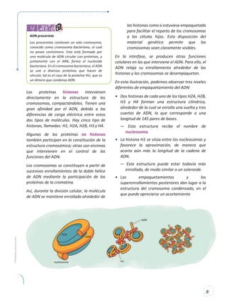 8
y también:
ADN procariota
Los procariotas contienen un solo cromosoma,
conocido como cromosoma bacteriano, el cual
no posee centrómero. Este está formado por
una molécula de ADN circular con proteínas, y
juntamente con el ARN, forma el nucleoide
bacteriano. En el cromosoma bacteriano, el ADN
se une a diversas proteínas que hacen de
vínculo; tal es el caso de la proteína HU, que es
un dímero que condensa ADN.
Las proteínas histonas intervienen
directamente en la estructura de los
cromosomas, compactándolos. Tienen una
gran afinidad por el ADN, debido a las
diferencias de carga eléctrica entre estos
dos tipos de moléculas. Hay cinco tipo de
histonas, llamadas: H1, H2A, H2B, H3 y H4.
Algunas de las proteínas no histonas
también participan en la constitución de la
estructura cromosómica; otras son enzimas
que intervienen en el control de las
funciones del ADN.
Los cromosomas se constituyen a partir de
sucesivos enrollamientos de la doble hélice
de ADN mediante la participación de las
proteínas de la cromatina.
Así, durante la división celular, la molécula
de ADN se mantiene enrollada alrededor de
las histonas como si estuviese empaquetada
para facilitar el reparto de los cromosomas
a las células hijas. Esta disposición del
material genético permite que los
cromosomas sean claramente visibles.
En la interfase, se producen otras funciones
celulares en las que interviene el ADN. Para ello, el
ADN relaja su enrollamiento alrededor de las
histonas y los cromosomas se desempaquetan.
En esta ilustración, podemos observar tres niveles
diferentes de empaquetamiento del ADN:
• Dos histonas de cada uno de los tipos H2A, H2B,
H3 y H4 forman una estructura cilíndrica,
alrededor de la cual se enrolla una vuelta y tres
cuartos de ADN, lo que corresponde a una
longitud de 145 pares de bases.
— Esta estructura recibe el nombre de
nucleosoma.
• La histona H1 se sitúa entre los nucleosomas y
favorece la aproximación, de manera que
acorta aún más la longitud de la cadena de
ADN.
— Esta estructura puede estar todavía más
enrollada, de modo similar a un solenoide.
• Los empaquetamientos y los
superenrollamientos posteriores dan lugar a la
estructura del cromosoma condensado, en el
que puede apreciarse un acortamiento
H2A
H1
 