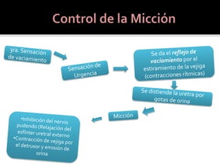 Control de la micción