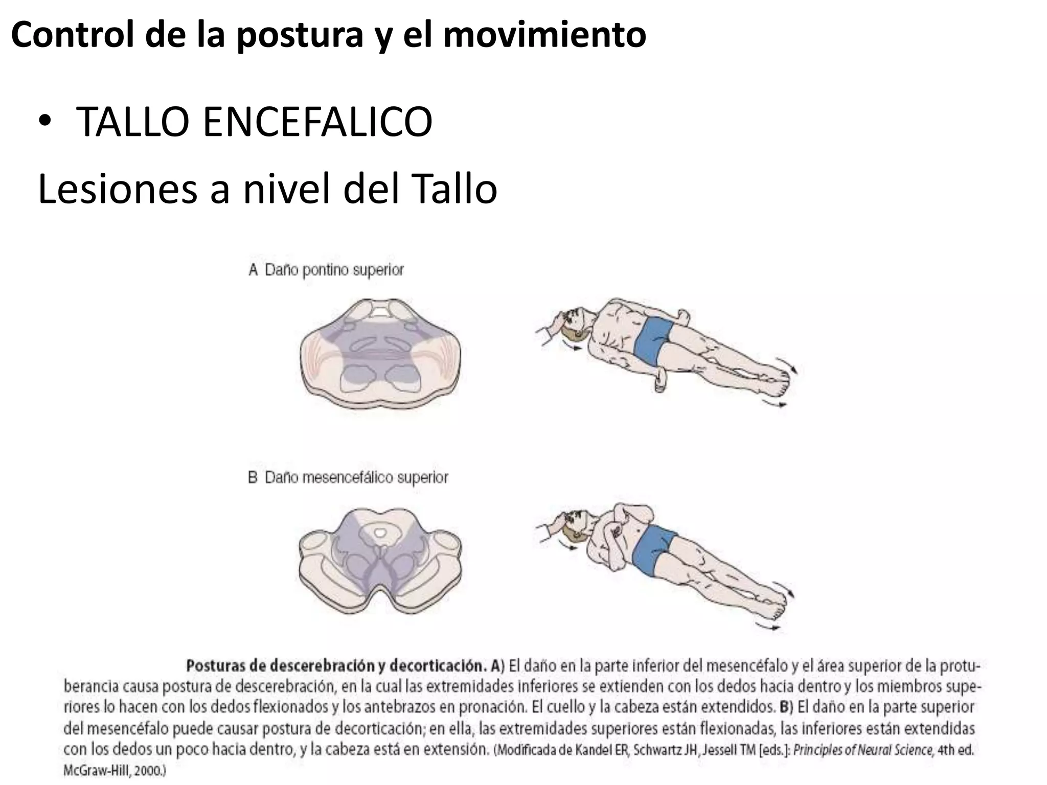 Control de la postura y el movimiento