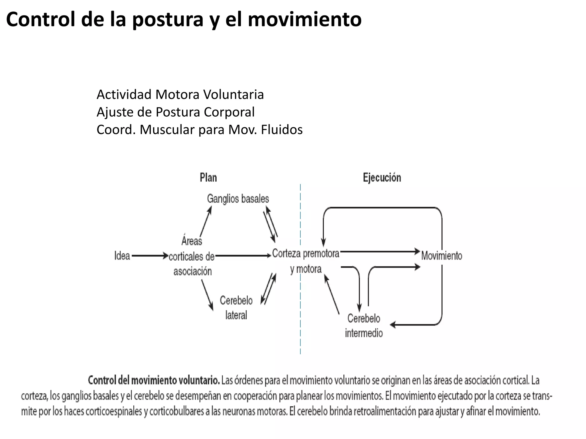 Control General De La Postura Y El Movimiento