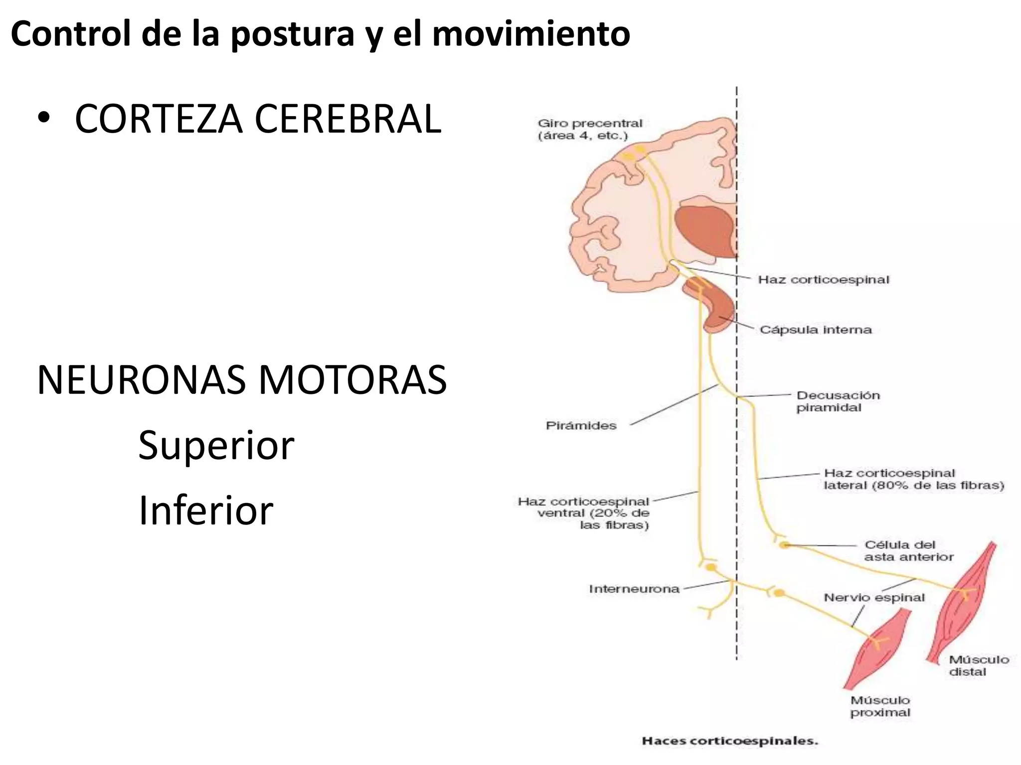 Control de la postura y el movimiento