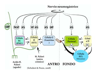 Nervio neumogástrico




   Célula      Célula           Célula G                            Célul
                                                Célula
     EC          D             (Gastrina                             aD
                                               Parietal
   (PNU)       (STT)               )




                                                           Célula
                   H. Pylori                                ECL
                    (antro                                (Histamina)
Acido H.           crónico)
 Pylori                           ANTRO FONDO
(agudo)     (Schubert & Peura, 2008)
 
