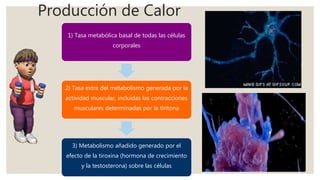 Producción de Calor
1) Tasa metabólica basal de todas las células
corporales
2) Tasa extra del metabolismo generada por la
actividad muscular, incluidas las contracciones
musculares determinadas por la tiritona
3) Metabolismo añadido generado por el
efecto de la tiroxina (hormona de crecimiento
y la testosterona) sobre las células
 