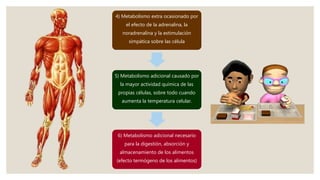 4) Metabolismo extra ocasionado por
el efecto de la adrenalina, la
noradrenalina y la estimulación
simpática sobre las célula
5) Metabolismo adicional causado por
la mayor actividad química de las
propias células, sobre todo cuando
aumenta la temperatura celular.
6) Metabolismo adicional necesario
para la digestión, absorción y
almacenamiento de los alimentos
(efecto termógeno de los alimentos)
 