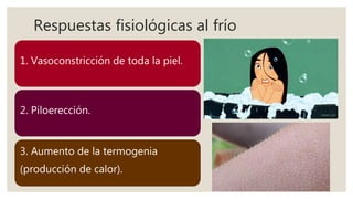 Respuestas fisiológicas al frío
1. Vasoconstricción de toda la piel.
2. Piloerección.
3. Aumento de la termogenia
(producción de calor).
 