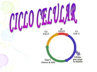 CICLO CELULAR 