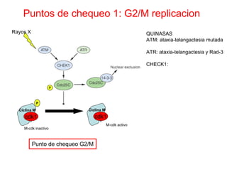 Puntos de chequeo 1: G2/M replicacion
Rayos X                                                 QUINASAS
                                                        ATM: ataxia-telangactesia mutada

                                                        ATR: ataxia-telangactesia y Rad-3

                                                        CHECK1:



                     P



              P

  Ciclina M                  Ciclina M
     cdk1                         cdk1
                                         M-cdk activo
    M-cdk inactivo



          Punto de chequeo G2/M
 