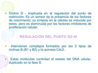 • Ciclina D - Implicada en al regulación del punto de
restricción. Es un sensor de la presencia de los factores
de crecimiento; su síntesis en la células es inducida por
éstos, pero es disminuida por los factores inhibidores de
proliferación celular.
REGULACIÓN DEL PUNTO G2-M
• Intervienen complejos formados por los 2 tipos de
ciclinas B (B1 y B2) y la quinasa Cdc2.
• Estas moléculas controlan el estado del DNA celular,
duplicado en la fase S.
 