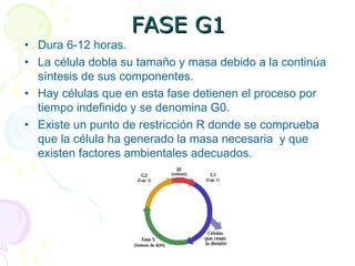 FASE G1FASE G1
• Dura 6-12 horas.
• La célula dobla su tamaño y masa debido a la continúa
síntesis de sus componentes.
• Hay células que en esta fase detienen el proceso por
tiempo indefinido y se denomina G0.
• Existe un punto de restricción R donde se comprueba
que la célula ha generado la masa necesaria y que
existen factores ambientales adecuados.
 