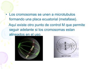 • Los cromosomas se unen a microtubulos
formando una placa ecuatorial (metafase).
Aquí existe otro punto de control M que permite
seguir adelante si los cromosomas estan
alineados en el uso.
 