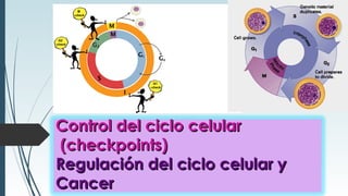 Control del ciclo celularControl del ciclo celular
(checkpoints)(checkpoints)
Regulación del ciclo celular yRegulación del ciclo celular y
CancerCancer
 
