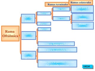 Rama
Oftálmica
Nervio
nasal
Nervio
frontal
Nervio
lagrimal
Interno
Externo
Ramas terminales
Ramas colaterales
Ramo interno
Ramo externo
Ramo para el
Ganglio oftálmico
Nervios ciliares
largos
Ramo
esfenoetmoidal
Interno
Externo o Supraorbitario
Ramo para la glándula lagrimal
Ramo para la porción externa
del párpado superior VMDM
 
