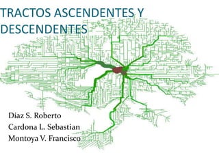 TRACTOS ASCENDENTES Y
DESCENDENTES




 Díaz S. Roberto
 Cardona L. Sebastian
 Montoya V. Francisco
 