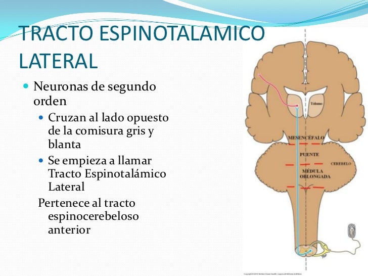 Control del dolor en el snc