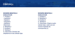 DIVISIÓN MEIOTICA l
(reduccional)
1. Profase l:
- Leptoteno
- Cigoteno
- Paquiteno
- Diploteno
-Diacinesis
2. Metafase l
3. Anafase l
4. Telofase l
5. Citocinesis: División del
citoplasma en dos células hijas
DIVISIÓN MEIOTICA l
(reduccional)
1. Profase ll
2. Metafase ll
3. Anafase ll
4. Telofase ll
5. Citocinesis: Origina cuatro
celulas hijas, cada una con
número haploide de
cromosomas (n)
 