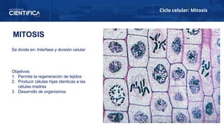 Ciclo celular: Mitosis
MITOSIS
Objetivos:
1. Permite la regeneración de tejidos
2. Producir células hijas identicas a las
células madres
3. Desarrollo de organismos
Se divide en: Interfase y división celular
 