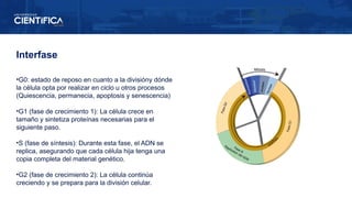 Interfase
•G0: estado de reposo en cuanto a la divisióny dónde
la célula opta por realizar en ciclo u otros procesos
(Quiescencia, permanecia, apoptosis y senescencia)
•G1 (fase de crecimiento 1): La célula crece en
tamaño y sintetiza proteínas necesarias para el
siguiente paso.
•S (fase de síntesis): Durante esta fase, el ADN se
replica, asegurando que cada célula hija tenga una
copia completa del material genético.
•G2 (fase de crecimiento 2): La célula continúa
creciendo y se prepara para la división celular.
 