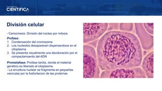División celular
- Cariocinesis: División del núcleo por mitosis.
Profase:
1. Condensación del cromosoma
2. Los nucleolos desaparecen dispersandoce en el
citoplasma
3. Se presenta visualmente una decoloración por el
compactamoento del ADN
Prometafase: Profase tardía, donde el material
genético es liberado al citoplasma.
- La envoltura nuclear se fragmenta en pequeñas
vesículas por la fosforilacion de las proteínas
 