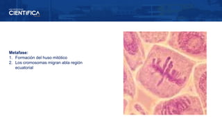 Metafase:
1. Formación del huso mitótico
2. Los cromosomas migran abla región
ecuatorial
 