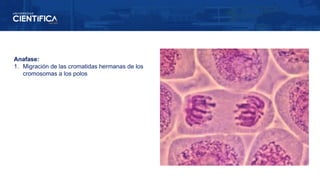 Anafase:
1. Migración de las cromatidas hermanas de los
cromosomas a los polos
 