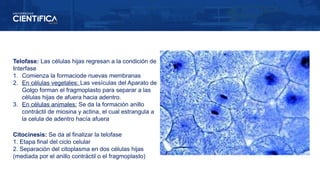 Telofase: Las células hijas regresan a la condición de
Interfase
1. Comienza la formaciode nuevas membranas
2. En células vegetales: Las vesículas del Aparato de
Golgo forman el fragmoplasto para separar a las
células hijas de afuera hacia adentro.
3. En células animales: Se da la formación anillo
contráctil de miosina y actina, el cual estrangula a
la celula de adentro hacía afuera
Citocinesis: Se da al finalizar la telofase
1. Etapa final del ciclo celular
2. Separación del citoplasma en dos células hijas
(mediada por el anillo contráctil o el fragmoplasto)
 