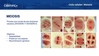 Ciclo celular: Meiosis
MEIOSIS
Proceso que consta de dos divisiones
celulares (DIVISIÓN I Y DIVISIÓN II)
Objetivos:
- Adaptabilidad
- Preservar una especie
- Recombinacion genetica
 