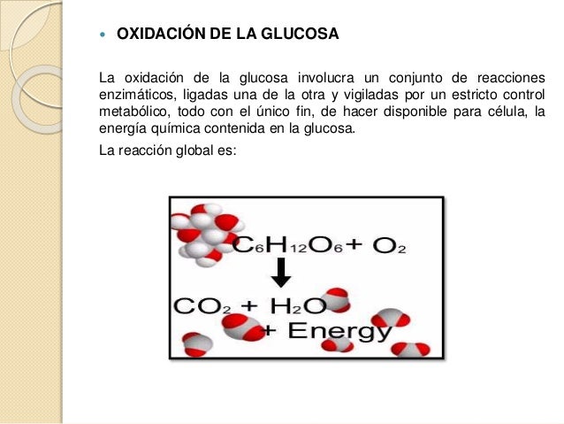 Control del metabolismo de los carbohidratos