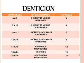 DENTICION
EDAD MESES BROTE DENTARIO No PIEZAS
6 A 8 2 INCISIVOS MEDIOS
INFERIORES
4
8 A 10 2 INCISIVOS MEDIOS
SUPERIORES
4
10 A 12 2 INCISIVOS LATERALES
SUPERIORES
6
12 A 15 2 INCISIVOS LATERALES
INFERIORES
8
15 A 18 4 PRIMEROS
PREMOLARES
12
18 A 24 4 CANINOS 16
24 A 20 4 SEGUNDOS
PREMOLARES
20
 