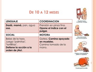 DE 10 A 12 MESES
LENGUAJE COORDINACION
Dadá, mamá, pan, agua
oso.
Prensión en pinza fina.
Opone el índice con el
pulgar.
SOCIAL MOTORA
Bebe de la taza.
Juega "palmitas",
"tortillitas".
Detiene la acción a la
orden de ¡No!.
Gatea. Camina apoyado
en muebles.
Camina tomado de la
mano.
 