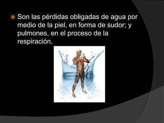  Son las pérdidas obligadas de agua por
medio de la piel, en forma de sudor; y
pulmones, en el proceso de la
respiración.
 