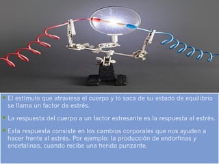 §  El estímulo que atraviesa el cuerpo y lo saca de su estado de equilibrio
 se llama un factor de estrés.

§  La respuesta del cuerpo a un factor estresante es la respuesta al estrés.
§  Esta respuesta consiste en los cambios corporales que nos ayuden a
 hacer frente al estrés. Por ejemplo: la producción de endorfinas y
 encefalinas, cuando recibe una herida punzante.
 