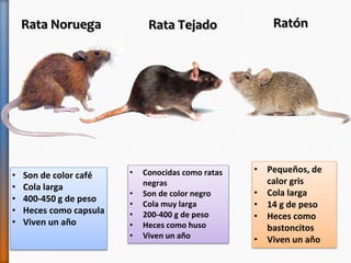 Que Rata Control de plagas a nivel industria. | PDF