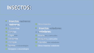 INSECTOS:
 Insectos
rastreros:
🞅 Cucarachas
🞅 Chinches
🞅 Pulgas
🞅 Garrapatas
🞅 Hormigas
🞅 Termitas
🞅 Gorgojos o escarabajos
🞅 Otros Insectos
 Insectos
voladores:
🞅 Moscas
🞅 Mosquitos y zancudos
🞅 Palomillas
🞅 Otros insectos voladores
 