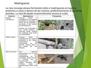 MANEJO INTEGRADO DE PLAGAS Y CONTROL DE ROEDORES | PPTX