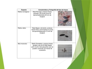 MANEJO INTEGRADO DE PLAGAS Y CONTROL DE ROEDORES | PPTX