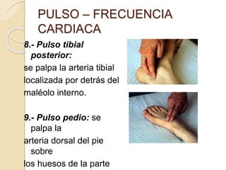 8.- Pulso tibial
posterior:
se palpa la arteria tibial
localizada por detrás del
maléolo interno.
9.- Pulso pedio: se
palpa la
arteria dorsal del pie
sobre
los huesos de la parte
PULSO – FRECUENCIA
CARDIACA
 