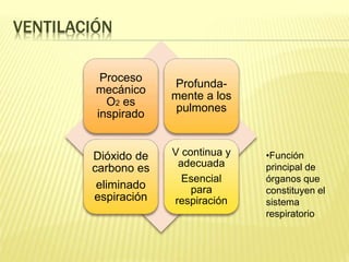 VENTILACIÓN
Proceso
mecánico
O2 es
inspirado
Profunda-
mente a los
pulmones
Dióxido de
carbono es
eliminado
espiración
V continua y
adecuada
Esencial
para
respiración
•Función
principal de
órganos que
constituyen el
sistema
respiratorio
 